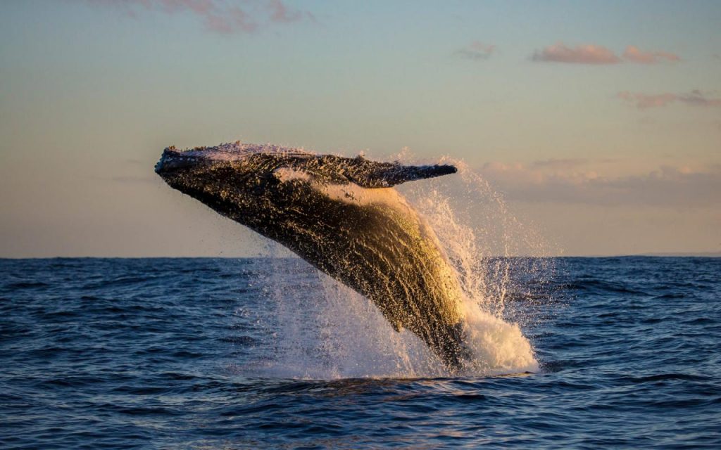 Bitcoin Whale Moves 47,000 BTC ($338 Million) as China Cracks Down on ...
